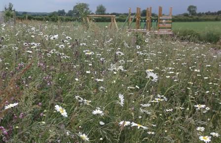 Wildflower meadow in June